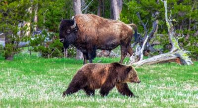 BearAndBison