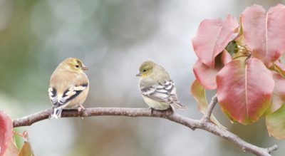 Acoupleofbirdssittingontopofatreebranch