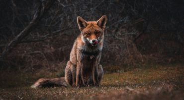 Does Private Equity Have a Role in Your Portfolio?